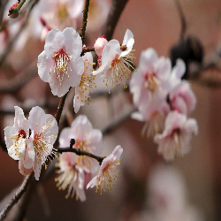plum-blossoms-250x250